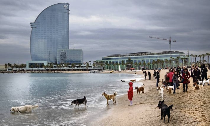 playa-permitida-para-perros-barcelona.jpg